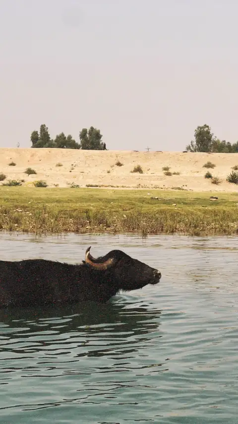 شنا در کارون
