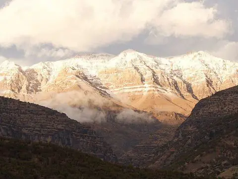 زردکوه